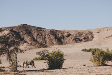 Elephant walking through the desert of Namibia 