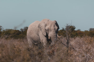 elephant in the wild