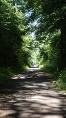 Fototapeta premium Waldweg