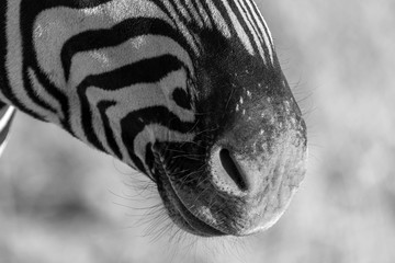 closeup of a head of zebra