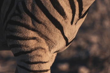 close up of a zebra