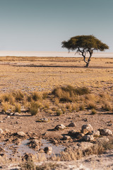 tree in desert of Africa 