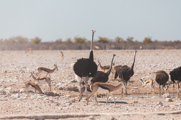 ostrich in wild 