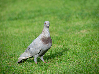Pigeon on green grass, Closeup of a gray pigeon in public park