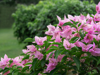 Clouse_up aper flower in garden, Bougainvillea, Bougainvillea glabra Choisy, nature background
