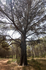 Road of the august road through San Mateo