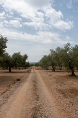 Road of the august road through San Mateo
