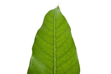 macro close up green tropical leaf mango tree from nature agriculture isolated on white background,organic mango leaves isolated