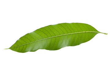 Obraz premium macro close up green tropical leaf mango tree from nature agriculture isolated on white background,organic mango leaves isolated