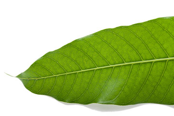 Obraz premium macro close up green tropical leaf mango tree from nature agriculture isolated on white background,organic mango leaves isolated
