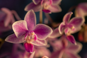 Fototapeta na wymiar Orchideen Zauber