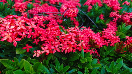 Spike flower Tropical red bloom floral 