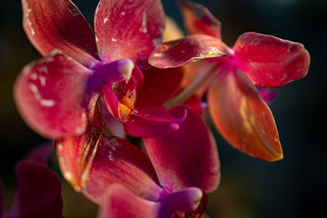 Orchideen Zauber