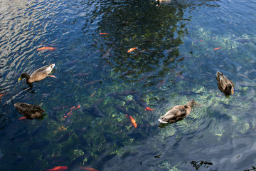 Ducks with fish in the lake