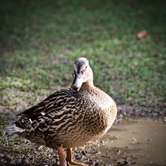 male mallard duck