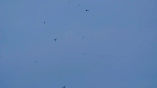 SLOWMOTION Close up video of Mayflies flying up and floating down.