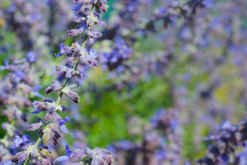 Fototapeta premium close up of lavender flower in provence -south of france -