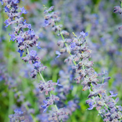 Fototapeta premium close up of lavender flower in provence -south of france -