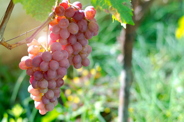 Red juicy grapes hanging on the vine, lit by the sun. Bunch of grapes close up