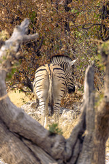 Fototapeta na wymiar Zebra from behind in the Etosha National Park, Namibia.
