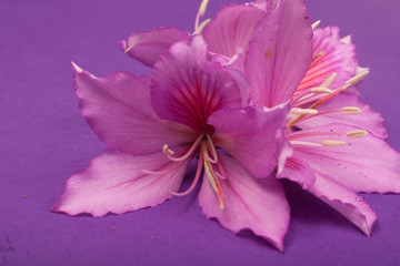 purple flowers on a purple background