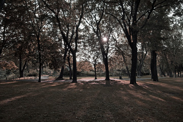 Obraz premium Morning in the park