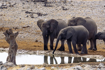 African elephants with baby elephant drinking at waterhole Hwange national park, Matabeleland, North Zimbabwe. True wildlife photography