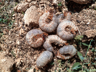 rhinoceros beetle, Rhino beetle larvae on ground in sawdust.