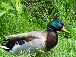 duck on the grass