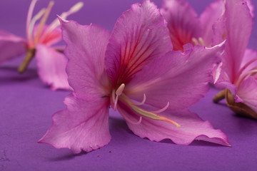 purple flowers on a purple background