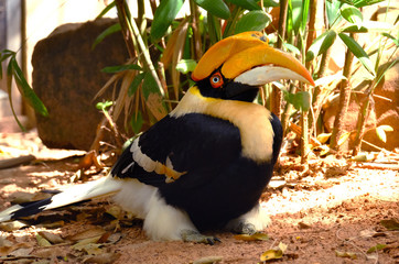 Hornbill is very colorful and art of nature. © Pongsatorn