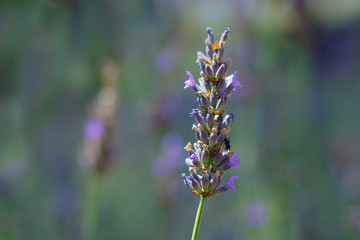 close up of lavender flower in provence -south of france -