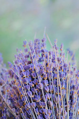 cluster of purple lavender from provence 