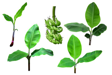 Banana palm tree collection isolated on a white background.Banana leaves and banana bunch for graphic design.Tropical fruits are easy to grow and are popular around the world.Another health food