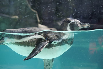 penguin swimming in blue water, shooting through the glass. waterfowl.