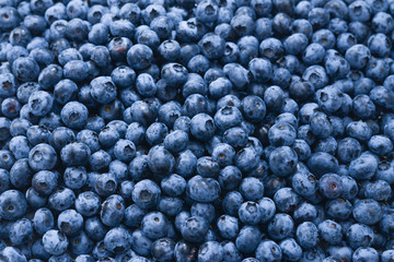 Fresh blueberry background. Texture blueberry berries close up.