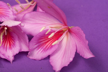 purple flowers on a purple background