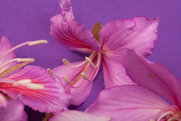 purple flowers on a purple background