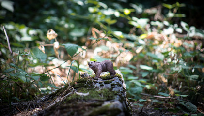 Naklejka na ściany i meble Brown bear walking in forest. Mini bear figure (or toy bear) at the park.