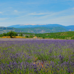 Fototapeta na wymiar plantation of bunch of lavender in provence -south of france -