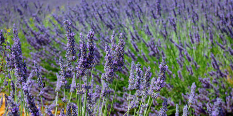 Fototapeta na wymiar close up of lavender flower in provence -south of france -