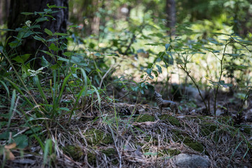 Naklejka na ściany i meble Brown bear walking in forest. Mini bear figure (or toy bear) at the park.