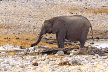 elephants taking a mud bath