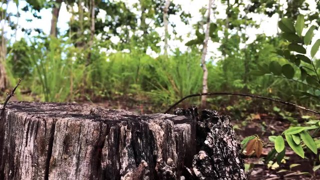 Lateritic soil, forests, and nature