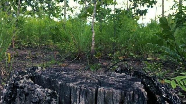 Lateritic soil, forests, and nature
