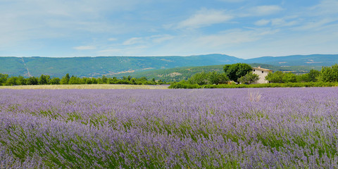 plantation of bunch of lavender in provence -south of france -