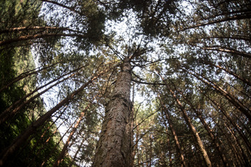 Fototapeta premium Forest landscape.Beautiful forest nature. Tall old pine trees. Summer sunny day.