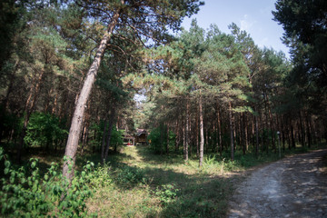 Forest landscape.Beautiful forest nature. Tall old pine trees. Summer sunny day.