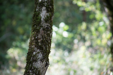 Leaves twigs green and yellow color beautiful background. Summer forest. Nature of Azerbaijan close up.