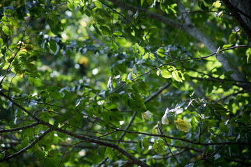 Leaves twigs green and yellow color beautiful background. Summer forest. Nature of Azerbaijan close up.